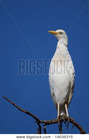 Reiher Roost