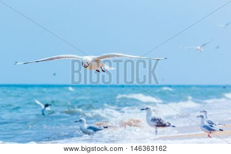 Gulls flying on the beach. Ocean waves and yellow sand