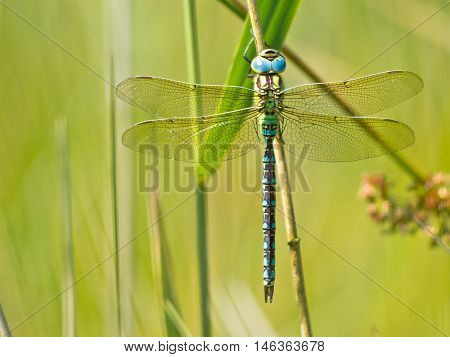 Dragonfly Resting On A Leaf