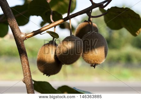 Close-up of ripe kiwi fruit on the bushes. Italy agritourism.