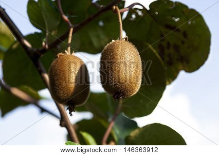 Close-up of ripe kiwi fruit on the bushes. Italy agritourism.