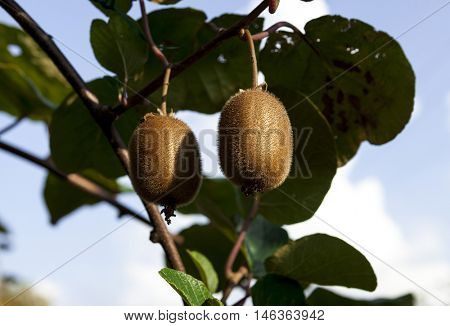Close-up of ripe kiwi fruit on the bushes. Italy agritourism.