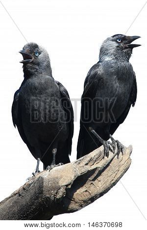 TwoWild Jackdaw - Corvus monedula on a white background