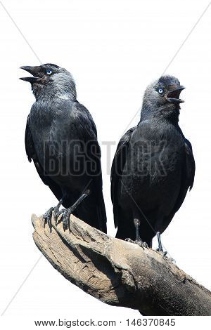 TwoWild Jackdaw - Corvus monedula on a white background
