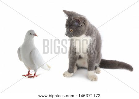 cat and pigeon on a white background