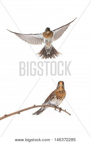isolated flying thrush on a white background