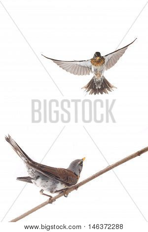 isolated flying thrush on a white background