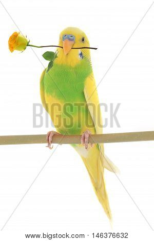 yellow wavy popugaychik with a rose is isolated on a white background