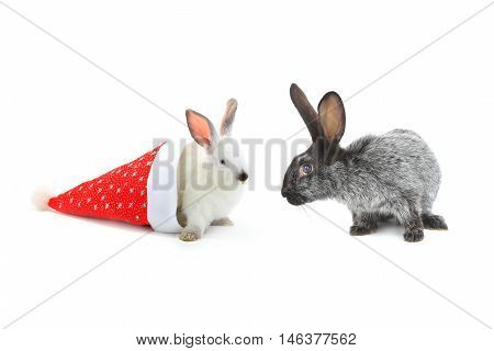 white and gray rabbit with santa cap