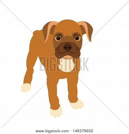 puppy boxer style flat color brown front