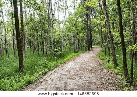 The natural park of Groane (Milan Lombardy Italy). Path.
