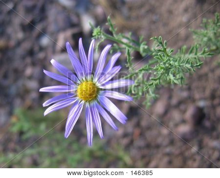 Purple Aster
