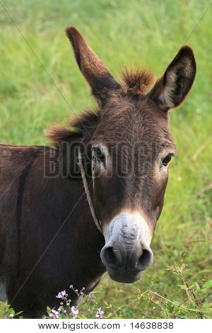 Řecké osel