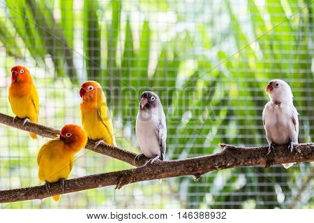 the group of colorful cute love birds