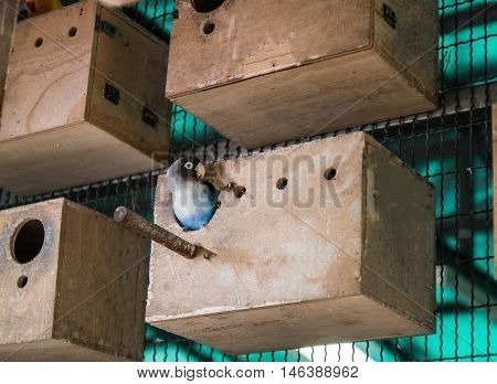 cute love bird in a cage waiting for lover