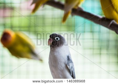cute colorful love bird in big cage