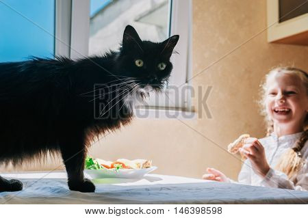 Child girl feeding a black cat in the kitchen.