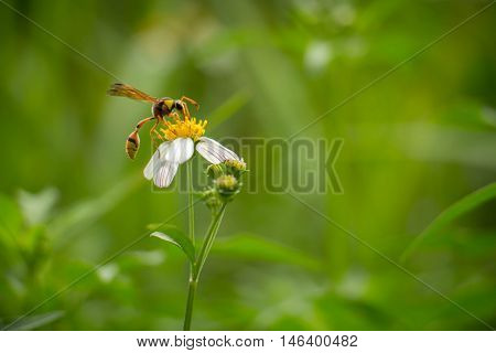 White flowers on a meadow with Wasps.