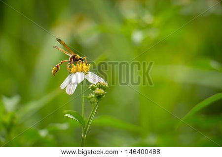 White flowers on a meadow with Wasps.