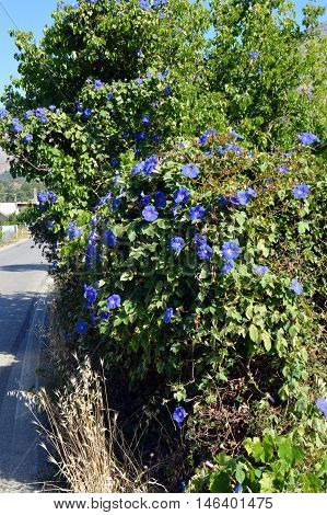 Beautiful garden flowers summer flower background in the crète