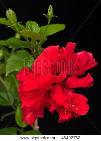 Bright red hibiscus with green leaves over black background