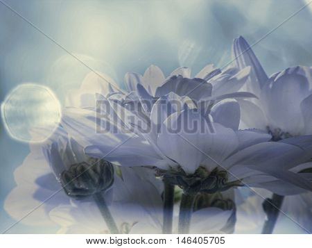 spring color blue background flower romantic reflection scene