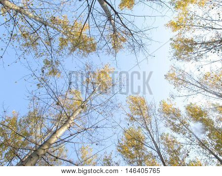 tress look up and sky autumn background