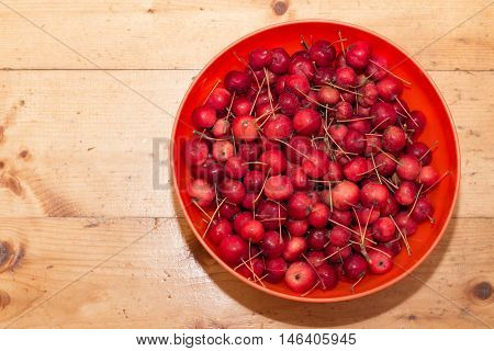 Organic fruit of wild species of apple.