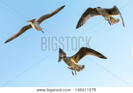 Seagull against sky. Flying birds. European herring gull. Larus argentatus