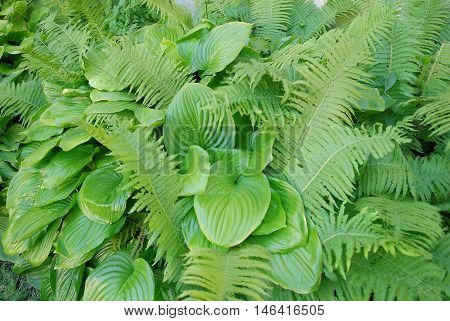 Close up of a Hosta sieboldiana and fern. Gardening background