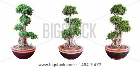 Beautiful and artistic dwarf tree or a miniature bonsai tree in a ceramic pot isolated on white background.with clipping path.