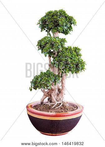 Beautiful and artistic dwarf tree or a miniature bonsai tree in a ceramic pot isolated on white background.with clipping path.