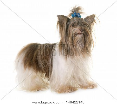 puppy biro yorkshire terrier in front of white background