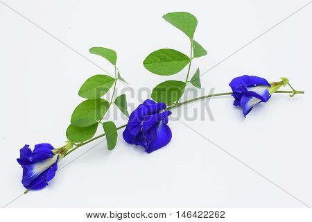 Bunch and vine of beautiful pea flowers on white background.