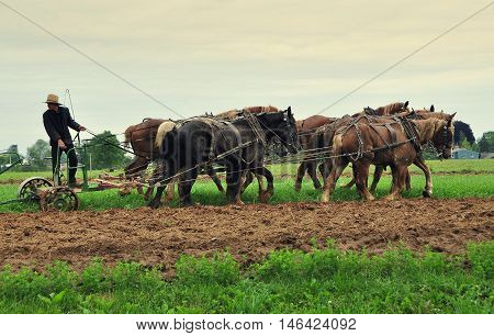 Ronks Pennsylvania - June 4 2015: Young Amish farmer riding a plow pulled by a team of six horses tilling a field on his family farm
