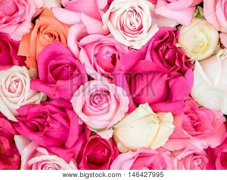 Close-up of awesome multicolored natural roses with shallow depth of field. Colorful floral background.