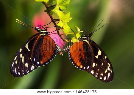 Tropical butterflies dido longwing on the leaf. Macro photography of wildlife.