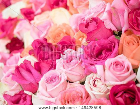 Close-up of awesome multicolored natural roses with shallow depth of field. Colorful floral background.
