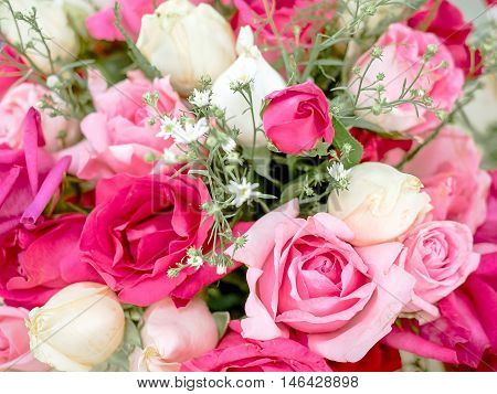 Close-up of awesome multicolored natural roses with shallow depth of field. Colorful floral background.
