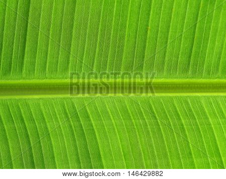 abstract and close-up of green leaf elements of design