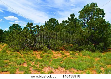 Lush green field beside a Pinon Pine Forest taken in Northern New Mexico