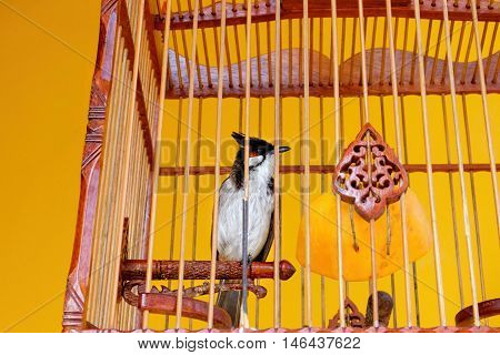Red-whiskered bulbul in a bamboo cage tradition bird cage in southern of Thailand. Selective focus on the bird