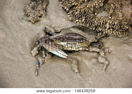 Crab semi covered by beach sand. Nature