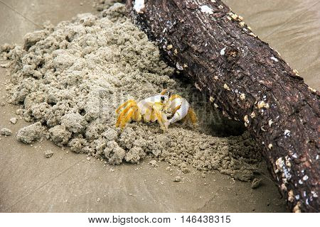 Crab - Maria Farinha