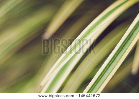 Leaves Yellowish Green Close Up Background, Plant Background
