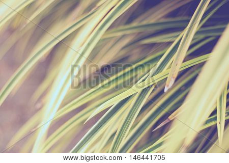 Leaves Yellowish Green Close Up Background, Plant Background
