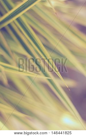 Leaves Yellowish Green Close Up Background, Plant Background