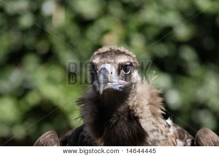 Sup - sup fulvus portrét