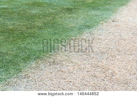 diffent color contrast of green and white grass lawn effected from sun shadow shade