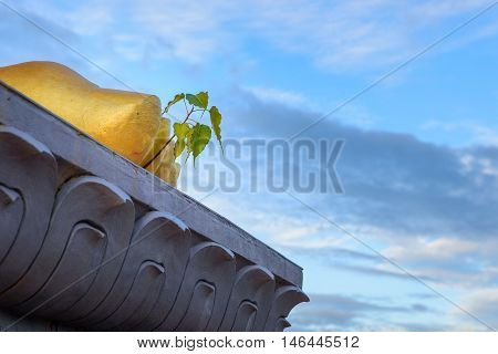 Bodhi tree (Ficus religiosa) Growing from feet of Golden Buddha statue.